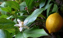 Limon Çiçeğinin Bakımı Nasıl Olmalıdır?