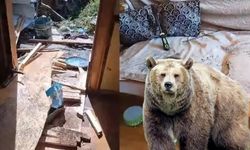 Rize’de Ayılar Şehre İndi: 8 Ev Zarar Gördü