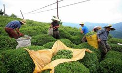 Rize’den 112 Ülkeye Türk Çayı İhracatı