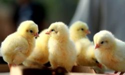 Rüyada Civciv Görmek, Yumurtadan Civciv Çıkması, Beslemek, Civciv Sürüsü ve Evde Civciv Olması Ne Anlama Gelir?