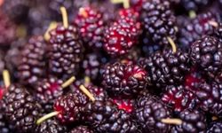Rüyada Karadut Görmek, Yemek, Toplamak, Reçelini Görmek, Karadut Ağacı Görmek Ne Anlama Gelir?