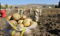 Sivas Zara’da Patates Hasadı Başladı: Doğal Ürünler Yola Çıktı