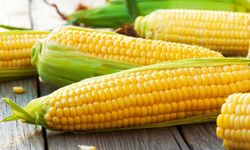 TİGEM, 1400 Ton Mısırı Açık Artırmayla Satacak