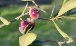 Türkiye’nin Zeytin Rekoltesi Açıklandı: 2,45 Milyon Ton Bekleniyor