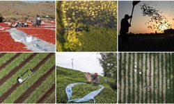 Türkiye’nin Tarım Sayımı Yüzde 80 Tamamlandı