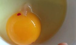 Yumurtadaki Kırmızı ve Kahverengi Lekeler Ne Anlama Geliyor?