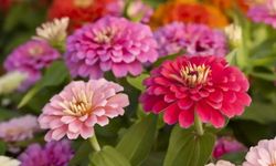 Zinya Çiçeğinin Bakımı Nasıl Olmalıdır?