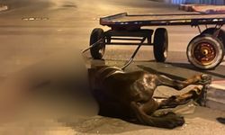 Adana’da Araç Başıboş Atla Çarpıştı: At Öldü