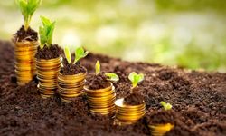 Tarlasına Bunu Eken Köşeyi Dönüyor! Kilosu 600 Bin Liradan Satılıyor