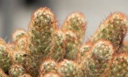 Altın Dantel Kaktüsün Bakımı Nasıl Olmalıdır?