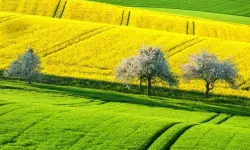 Ankara'da Büyük Yatırım Şansı: İcra Dairesi Şaşırtan Fiyat Açıkladı