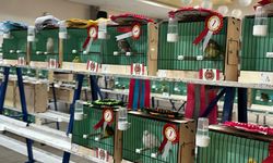 Ankara’da Renkli Yarışma: En Güzel Kanarya Belli Oldu