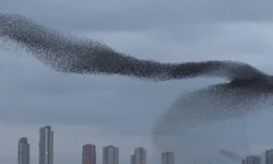 Ankara Semalarında Sığırcıkların Büyüleyen Akşam Dansı