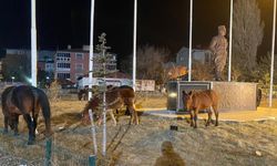 Ardahan’da Yılkı Atları Kent Merkezinde Otladı