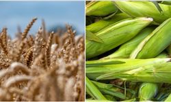 Arpa ve Mısır İthalatında Tarife Kontenjanı 1 Milyona Çıktı