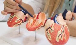 Atriyal Septal Defekt Nedir? Belirtileri, Nedenleri ve Tedavisi