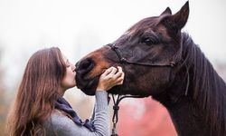 Bacağı Kırılan Atlar Neden Genellikle Uyutulur?