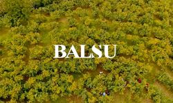 BALSU Ne İş Yapıyor, Kaç Lotu Var, En Yüksek Kaçı Gördü? BALSU Kimin?