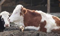 Bolu’da Şap Alarmı: 18 Köy ve 4 Mahalle Karantinada