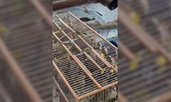 Bursa’da Kuş Kaçakçılığına Darbe: 415 Bin TL Ceza