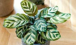 Calathea Makoyana Bitkisinin Bakımı Nasıl Olmalıdır?