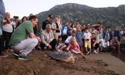 Caretta Caretta ‘Lansinoh’ 2 Bin Kilometre Yol Aldı: 25 Bin Kişi İzledi