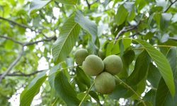 Ceviz Ağacının Altında Oturmak Neden Tehlikeli Görülür?