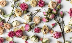 Çiçek Nasıl Kurutulur? Evde Çiçek Kurutmanın En Pratik Yöntemleri