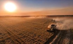 Çiftçilere 711 Milyon Lira Tarım Destek Ödemesi Hesaplara Yattı