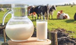 Çiğ İnek Sütünde 'C Sınıfı’ Yağ Oranları Yeniden Belirlendi