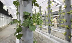 TENMAK’ın Dikey Tarım Sistemi ile Tarımda Minimum Enerji, Maksimum Verim