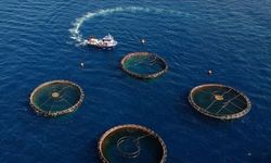 Doğu Karadeniz'den 29 Ülkeye 177 Milyon Dolarlık Su Ürünü İhracatı