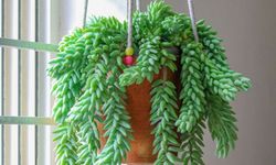 Eşek Kuyruğu Bitkisinin Bakımı Nasıl Olmalıdır?