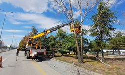Etimesgut’ta Ağaç Budama ve Kesim Çalışmaları Sürüyor