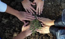 11 Kasım Ağaçlandırma Gününde Katılım ve Fidan Dikiminde Rekor