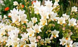 Frezya Çiçeğinin Bakımı Nasıl Olmalıdır?