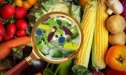 Gıda Zehirlenmesi Neden Olur? Uzmandan 24 Saat Uyarısı