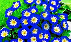 Gündüz Sefası Çiçeğinin Bakımı Nasıl Olmalıdır?