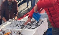 Hamsi Fiyatları Yükseldi: Karadeniz’de Kilosu 200 Liradan Satıldı