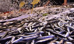 Hamsi Sezonu Sona Yaklaşırken Fiyatlar Tırmanıyor