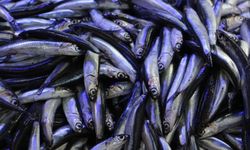 Hamsi Geri Döndü! Samsun’da Vatandaş Tezgâhlara Koştu