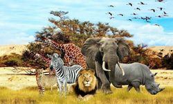Hayvanlar Olmasaydı İnsanlığın Geleceği Nasıl Olurdu?