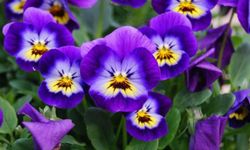 Hercai Menekşenin Bakımı Nasıl Olmalıdır?