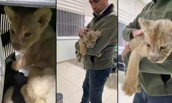 İstanbul’da Kaçak Aslan Skandalı! Yavru Koruma Altında