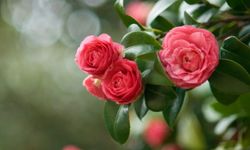 Kamelya Çiçeğinin Bakımı Nasıl Olmalıdır?