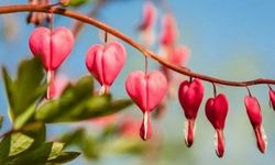 Kanayan Kalp Çiçeğinin Bakımı Nasıl Olmalıdır?