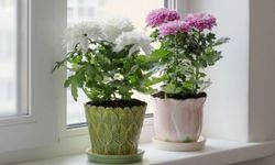 Kasımpatı Çiçeğinin Bakımı Nasıl Olmalıdır?