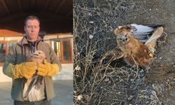 Kayseri’de Yaralı Kızıl Şahin Koruma Altına Alındı