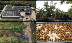 Kırklareli’ndeki Ceviz Üretimi Güneş Enerjisiyle Güçleniyor