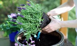 Lavanta Bitkisinin Bakımı Nasıl Olmalıdır?